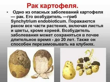 Рак картофеля