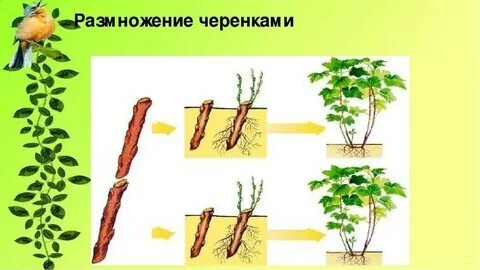 Размножение черенками