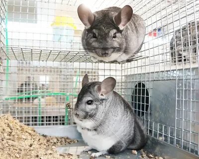 Стоит ли разводить шиншиллу?