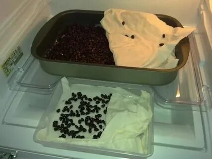 Стратификация семян в домашних условиях