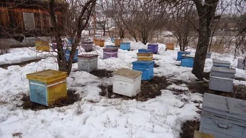 Выставка пчел из зимовника