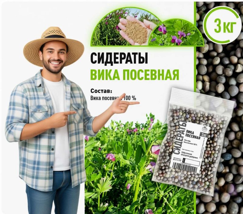 Вика посевная как сидерат: природный источник азота для вашего огорода